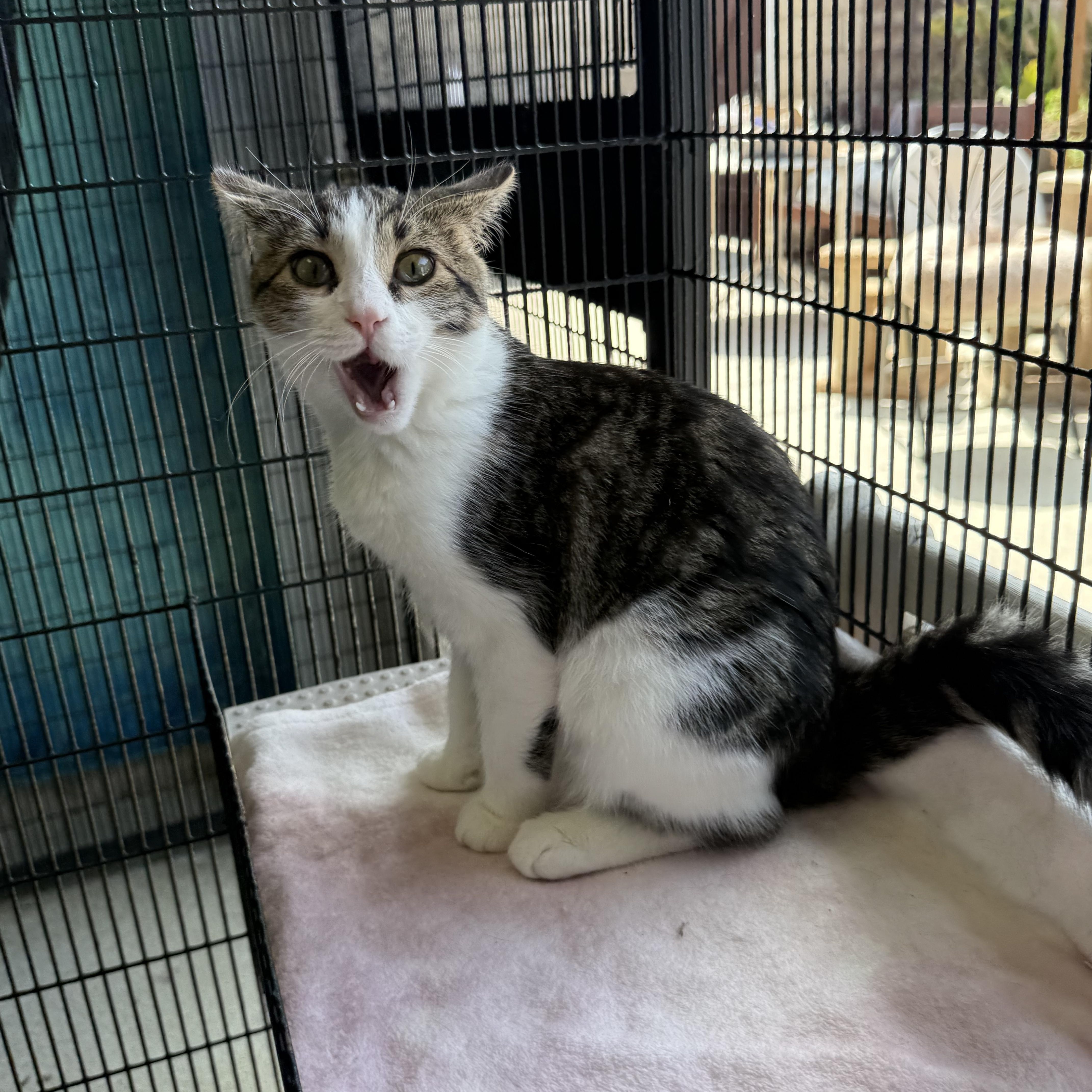 Catticus Finch thumbnail 5