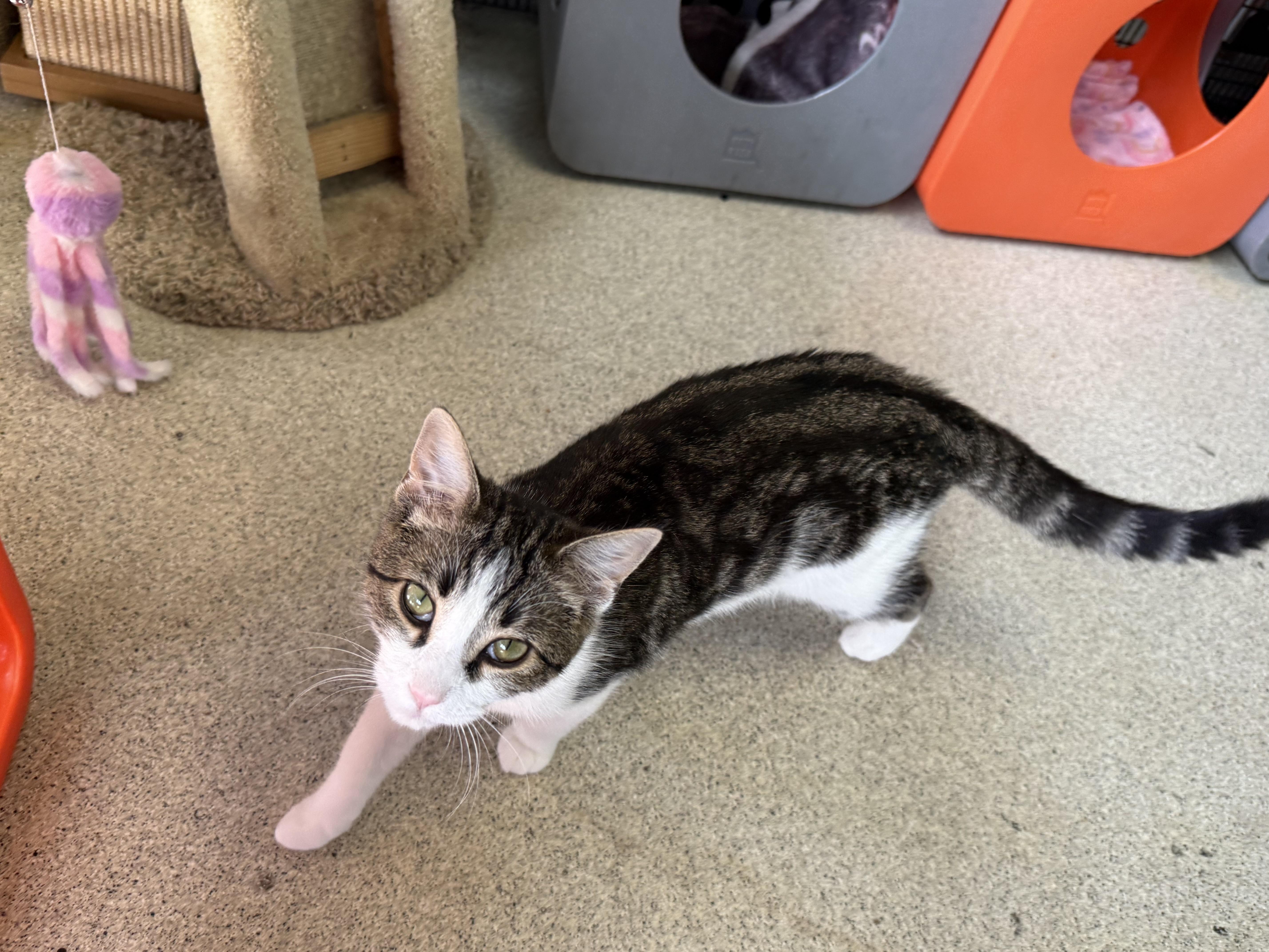 Catticus Finch thumbnail 6