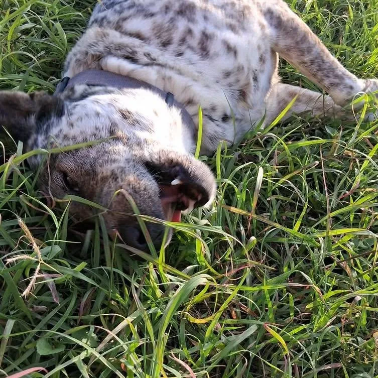 A young medium-sized male Australian Cattle Dog / Blue Heeler dog named Oreo for adoption in PLAINFIELD, CT