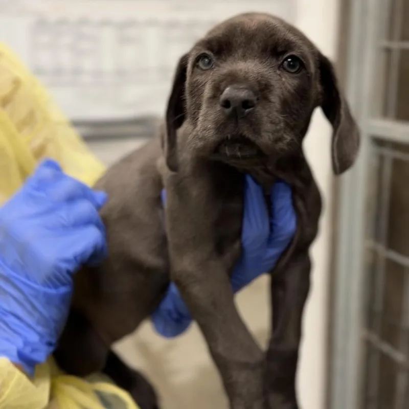 A baby small-sized female Black Terrier dog named Mocha A for adoption in Mission Hills, CA