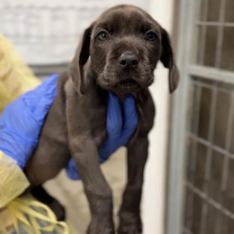 Mocha A thumbnail 3