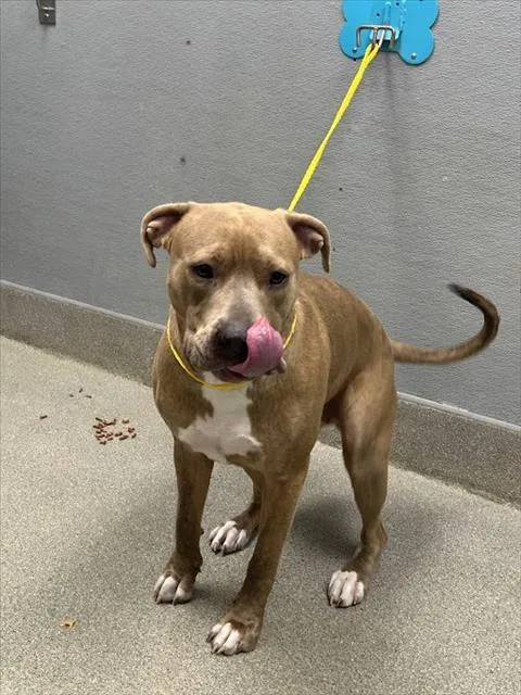 A young medium-sized female Pit Bull Terrier dog named Portabella for adoption in Las Vegas, NV