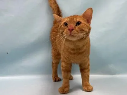 An adult small-sized male Domestic Short Hair cat named Kevin for adoption in Coon Rapids, MN