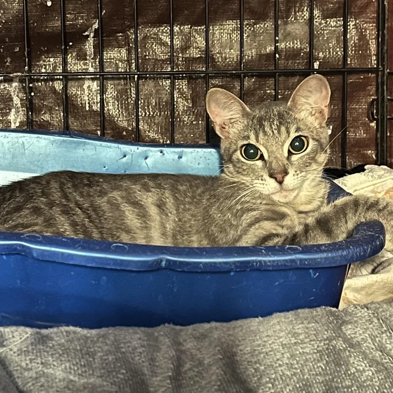A young small-sized female Gray / Blue / Silver Domestic Short Hair cat named Rachel for adoption in Stephenville, TX