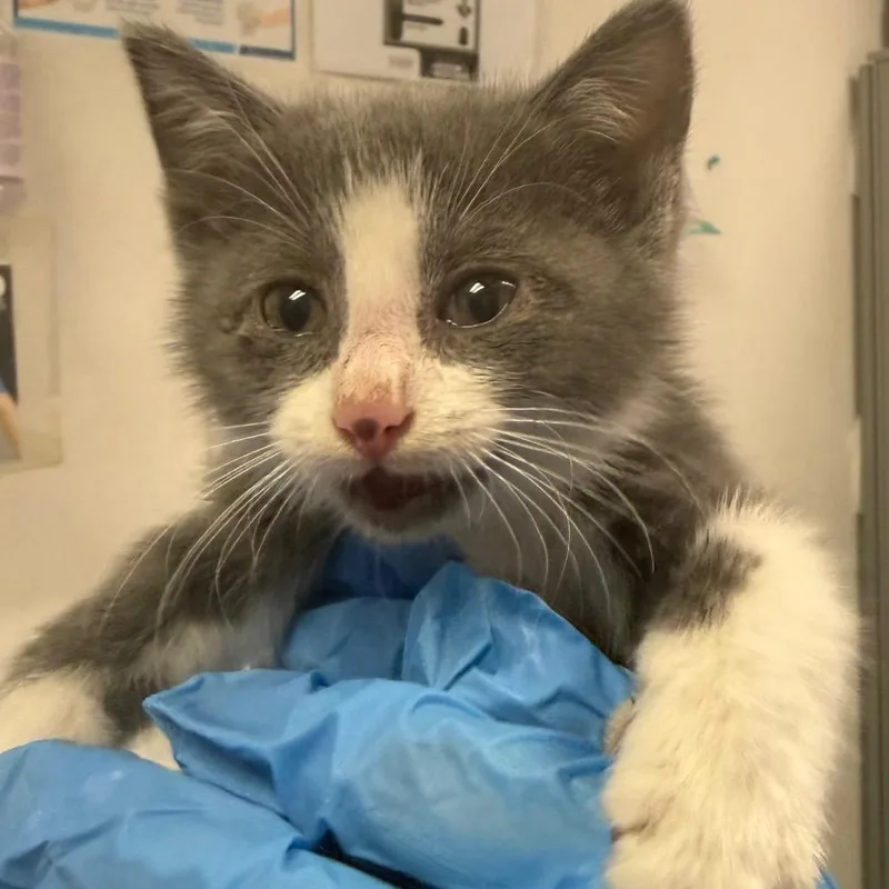 A baby small-sized female Gray / Blue / Silver Domestic Medium Hair cat named Nicki Minaj for adoption in Charleston, WV