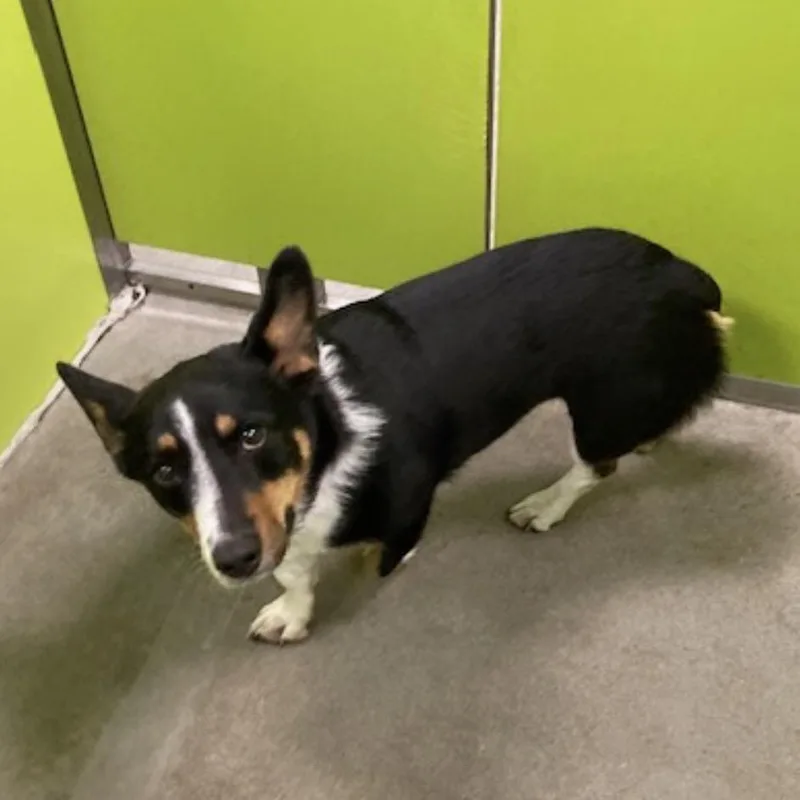 An adult medium-sized male Black Cardigan Welsh Corgi dog named Edward ''Eddie'' for adoption in Spokane, WA