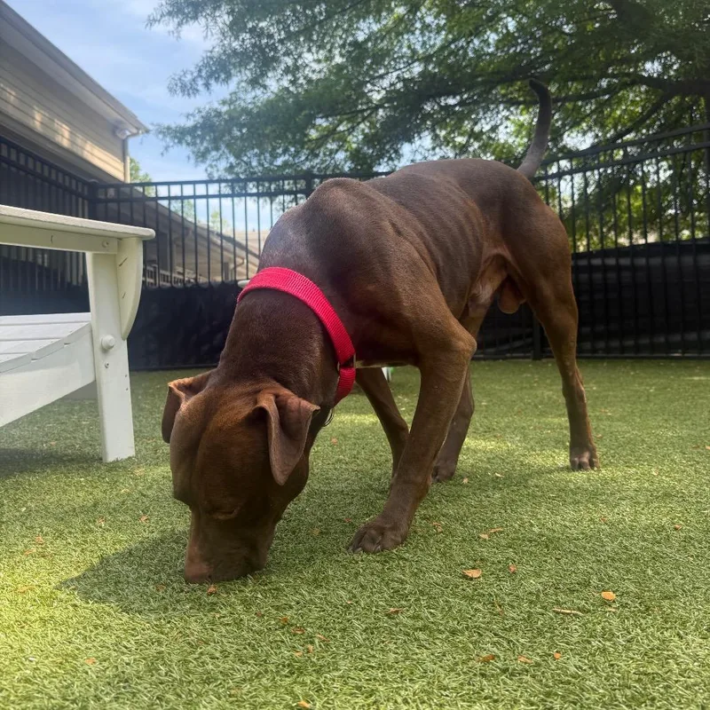 An adult large-sized male Brown / Chocolate Pit Bull Terrier dog named Aragorn for adoption in Charlottesville, VA