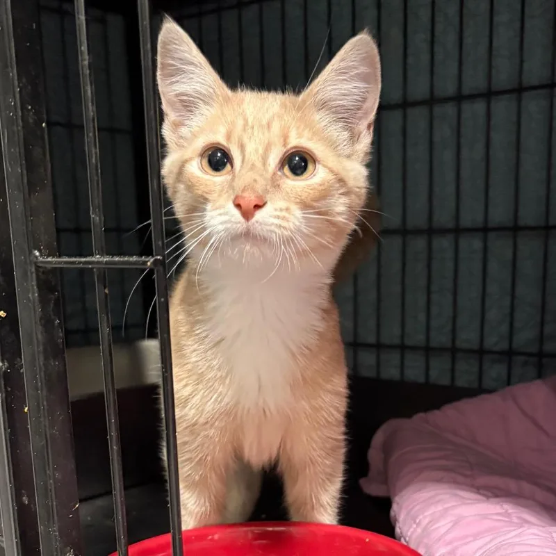 A baby small-sized male Orange / Red Domestic Medium Hair cat named Saffron slightly burnt rice for adoption in Fredericksburg, VA