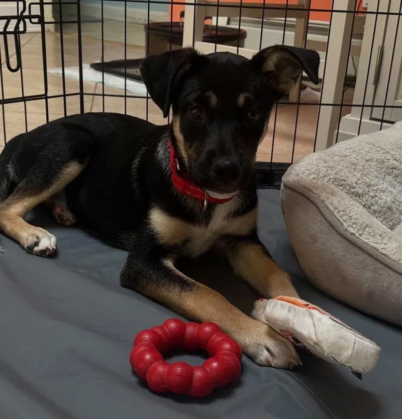 A baby large-sized female German Shepherd Dog dog named Soleil for adoption in Holbrook, NY