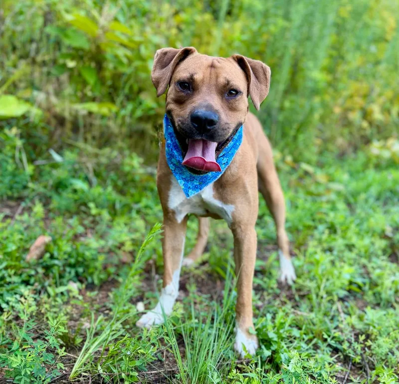 A young large-sized male Mixed Breed dog named Drax for adoption in Ellijay, GA