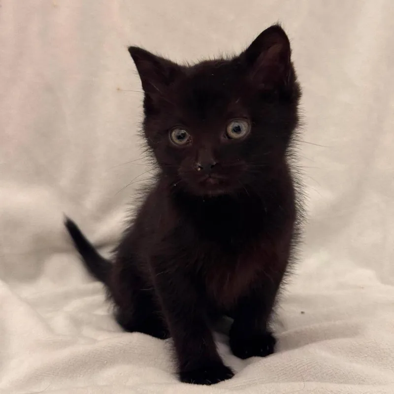 A baby small-sized male Black Domestic Short Hair cat named MoonBerry for adoption in Forest Park, IL
