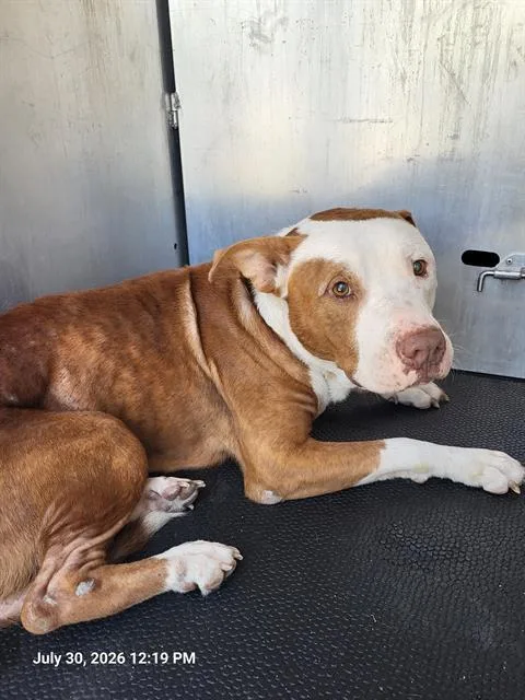 A young large-sized male American Staffordshire Terrier dog named Freeza for adoption in San Antonio, TX