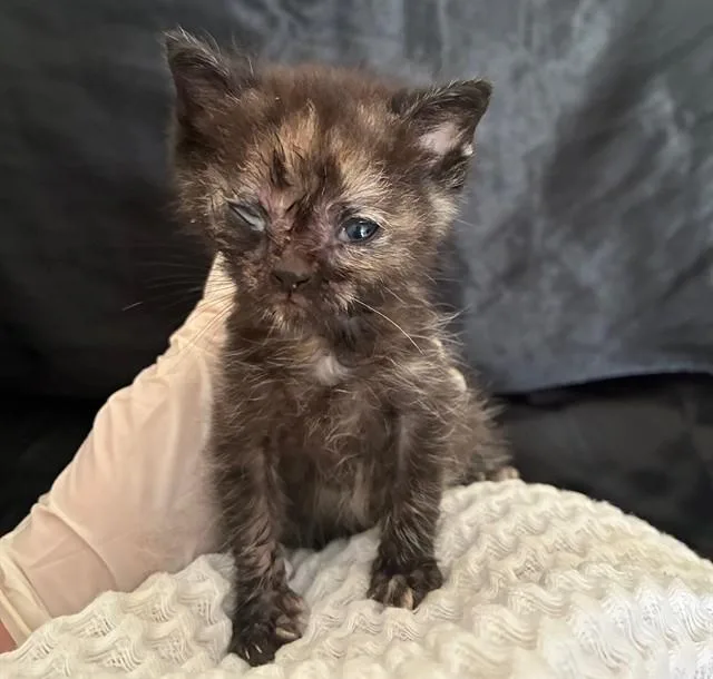 A baby small-sized female Domestic Short Hair cat named Penny for adoption in Riverside, CA