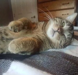 A young medium-sized male Tabby (Buff / Tan / Fawn) Domestic Medium Hair cat named Skyline for adoption in Anchorage, AK