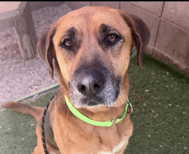 A young medium-sized female German Shepherd Dog dog named Golda for adoption in Tucson, AZ