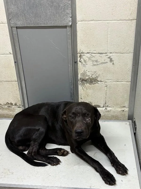 An adult medium-sized male Black Labrador Retriever dog named Coal for adoption in Mobile, AL