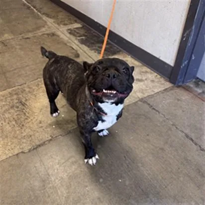 An adult small-sized female French Bulldog dog named Bestie for adoption in Ontario, CA