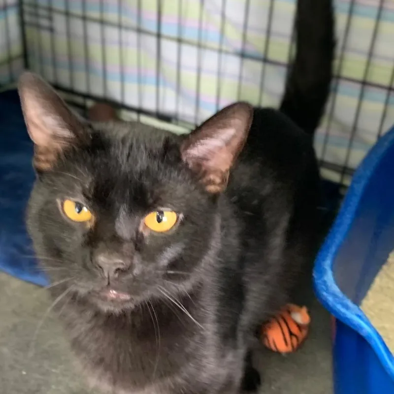 A young medium-sized male Black Domestic Short Hair cat named Abel for adoption in Monroe, MI
