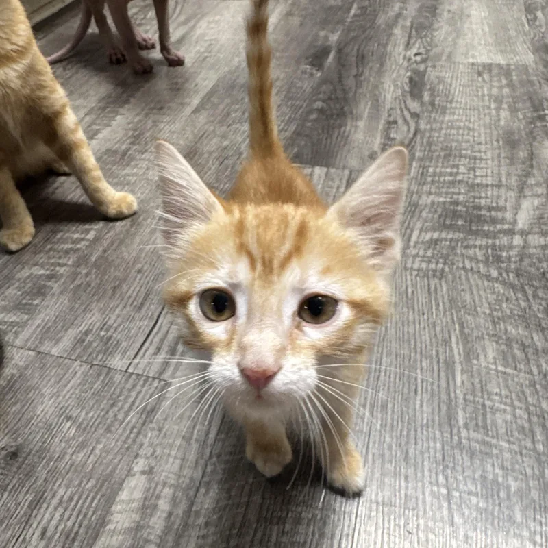 A young medium-sized male Orange & White Domestic Short Hair cat named Tater Tot for adoption in North Richland Hills, TX