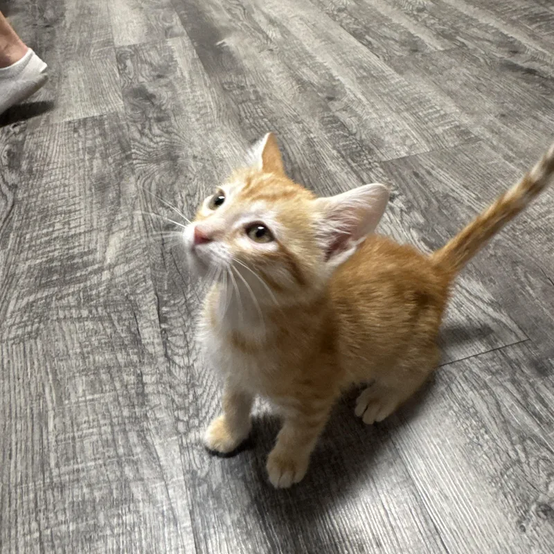 Tater Tot thumbnail 2
