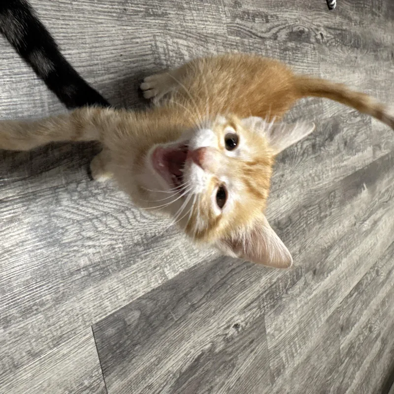 Tater Tot thumbnail 3