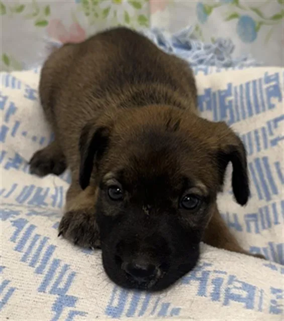 A baby small-sized female Australian Cattle Dog / Blue Heeler dog named Bashful for adoption in Rosenberg, TX