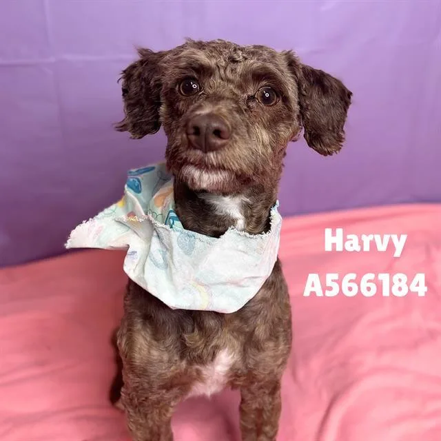 A young medium-sized male Poodle dog named Harvy for adoption in Huntsville, AL