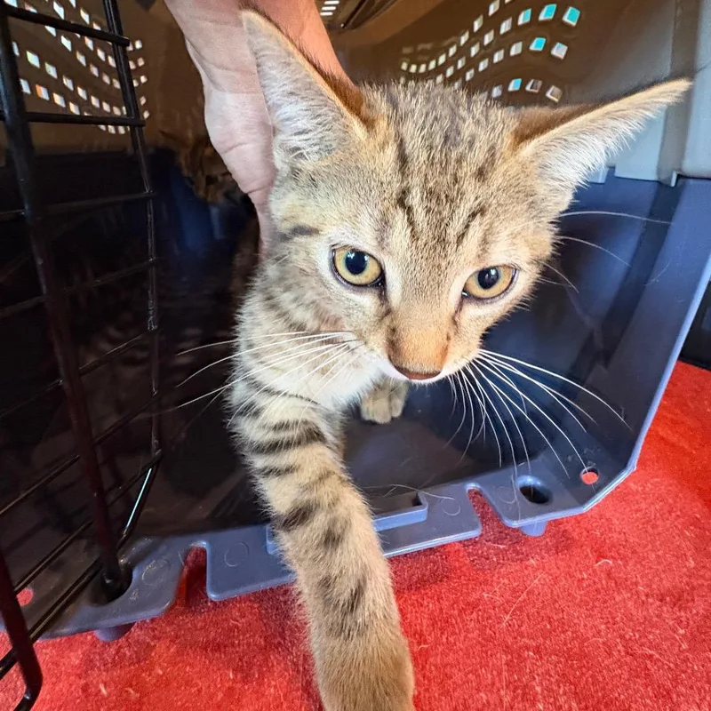 A baby small-sized male Brown / Chocolate Domestic Short Hair cat named Shark Boy for adoption in Johnstown, PA