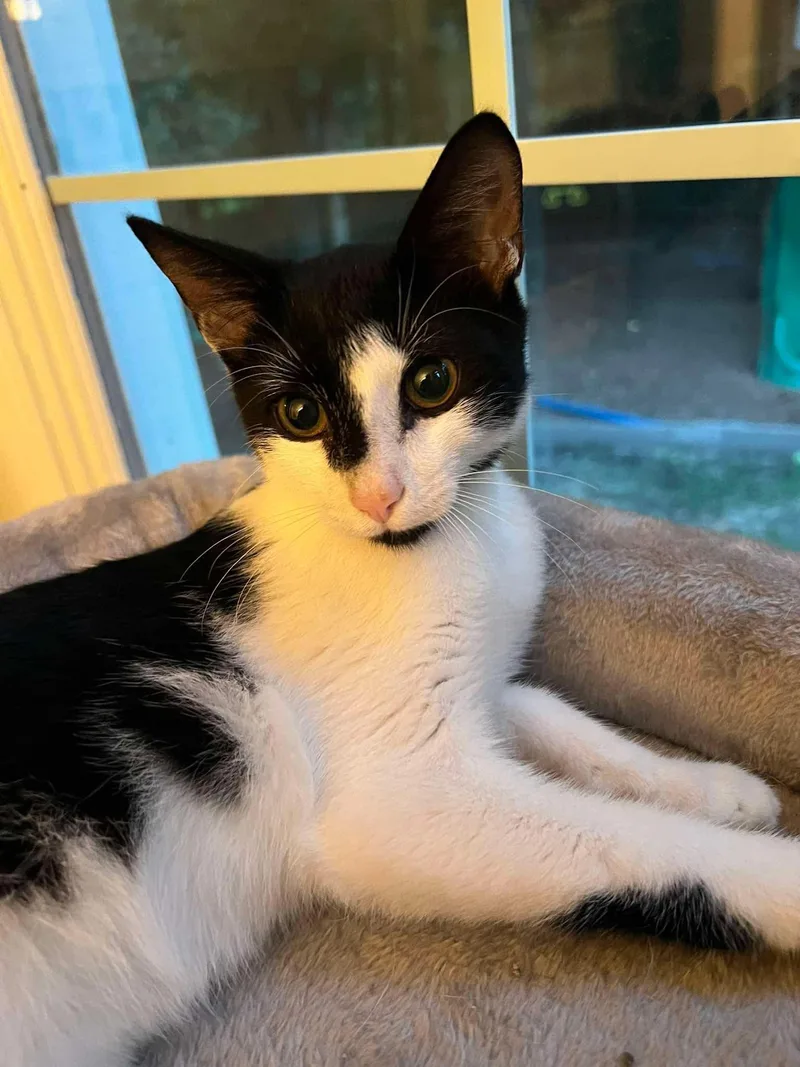 A baby medium-sized male Domestic Short Hair cat named Zed for adoption in GREENVILLE, NC