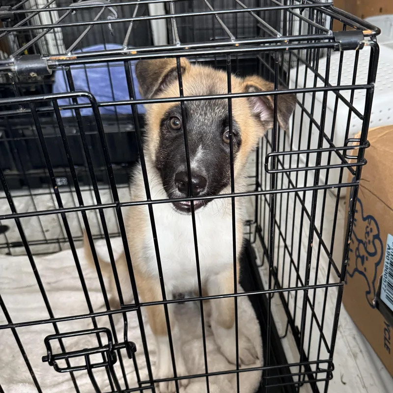 Oso