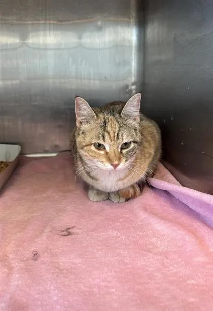 A young medium-sized female Orange / Red Domestic Short Hair cat named Pearl for adoption in El Paso, TX