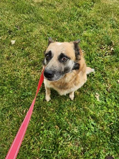 An adult medium-sized male Australian Shepherd dog named Cujo for adoption in St. Anne, IL