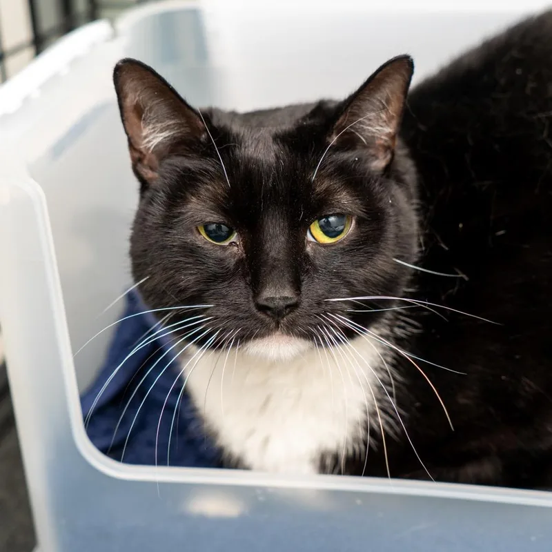 A senior large-sized female Black Domestic Short Hair cat named Oreo for adoption in New York, NY