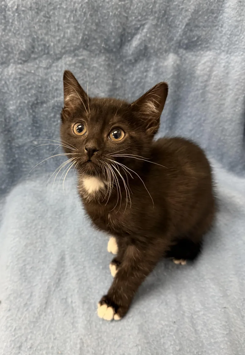 A baby medium-sized male Black Domestic Short Hair cat named Oreo for adoption in Buena Vista, CO