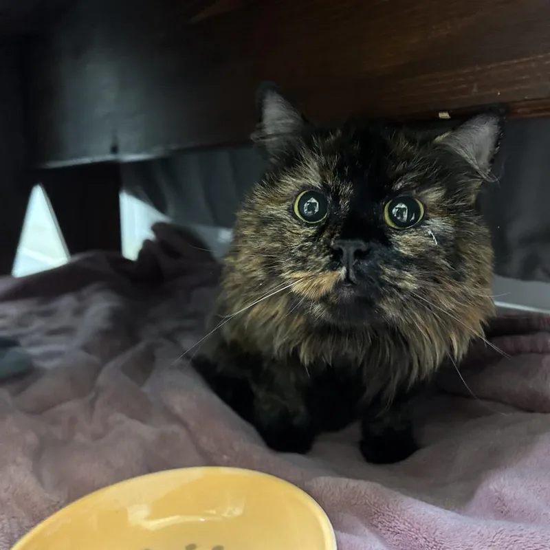 An adult medium-sized female Tortoiseshell Domestic Medium Hair cat named Muffin for adoption in Bedford, NH