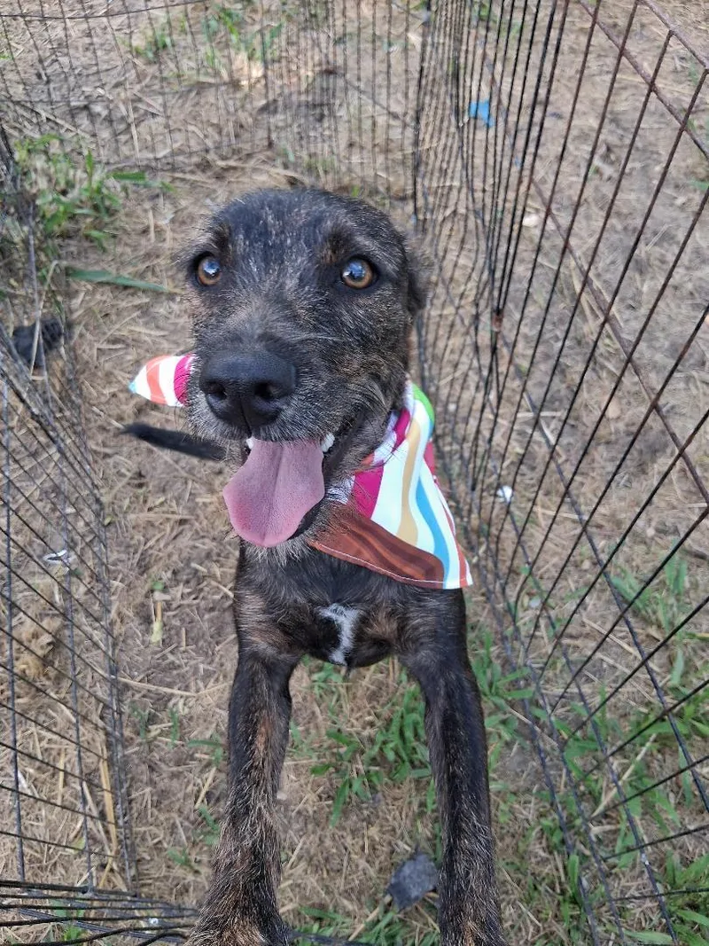 A young small-sized male Terrier dog named Junior for adoption in Albion, NY