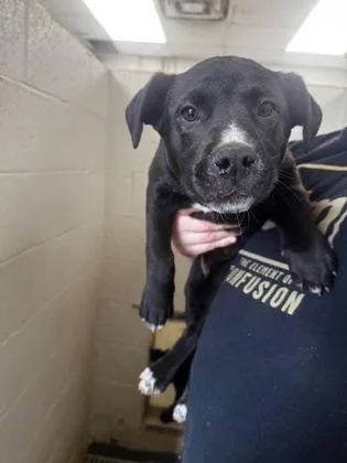 A young medium-sized female Black Labrador Retriever dog named Milly for adoption in Clayton, GA