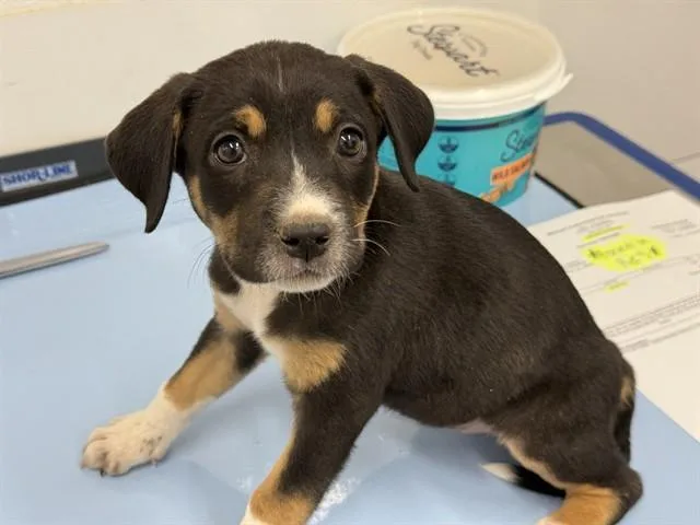 A baby large-sized female Labrador Retriever dog named Cous Cous for adoption in Mesa, AZ