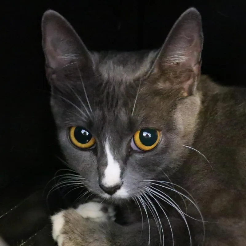An adult medium-sized female Gray / Blue / Silver Domestic Short Hair cat named Natasha for adoption in Sarasota, FL