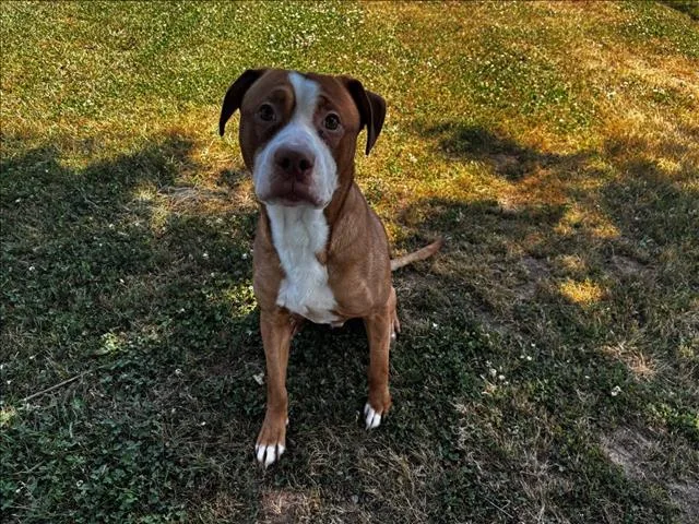 An adult large-sized male Staffordshire Bull Terrier dog named Sam for adoption in Appling, GA