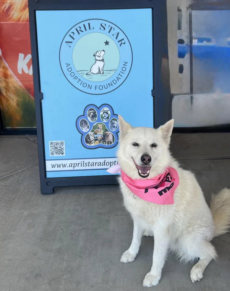 An adult medium-sized female Shiba Inu dog named Darcie for adoption in Newport Beach, CA