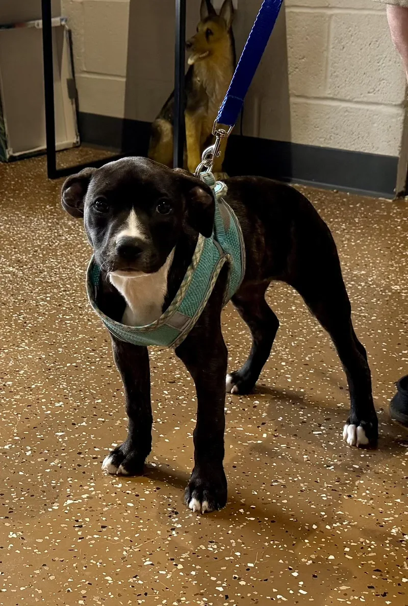A baby medium-sized female Brindle Boxer dog named Sabrina for adoption in Watertown, CT