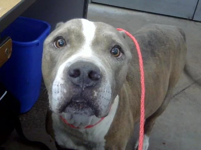 An adult large-sized male Mixed Breed dog named Duke for adoption in Dallas, TX