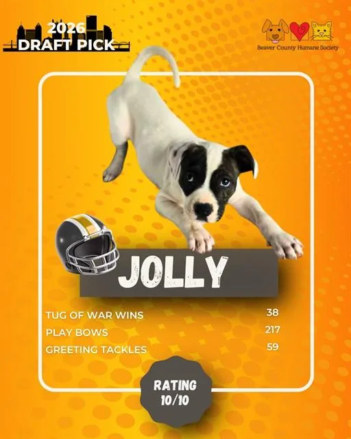 A baby small-sized male German Shepherd Dog dog named Jolly for adoption in Aliquippa, PA