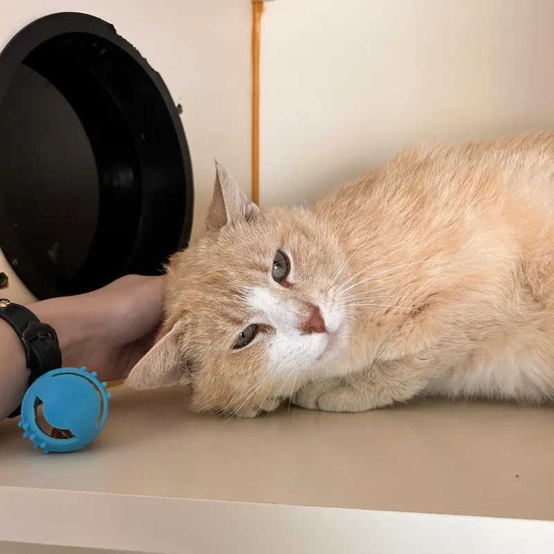 A senior medium-sized male Buff & White Domestic Short Hair cat named Jim Bob for adoption in Myerstown, PA