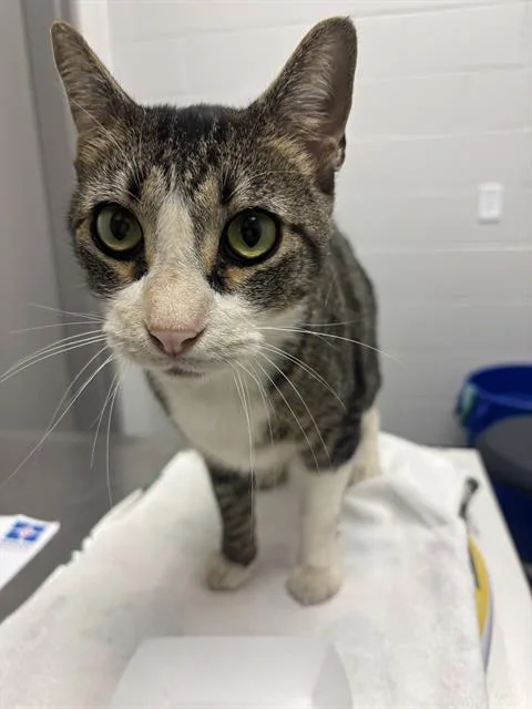 An adult large-sized male Domestic Short Hair cat named Rambo for adoption in Indianapolis, IN
