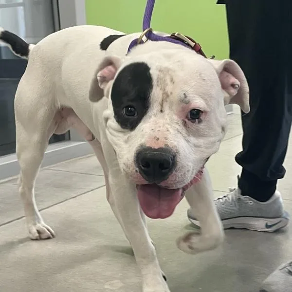 A young large-sized male American Bulldog dog named Spot for adoption in Des Moines, IA