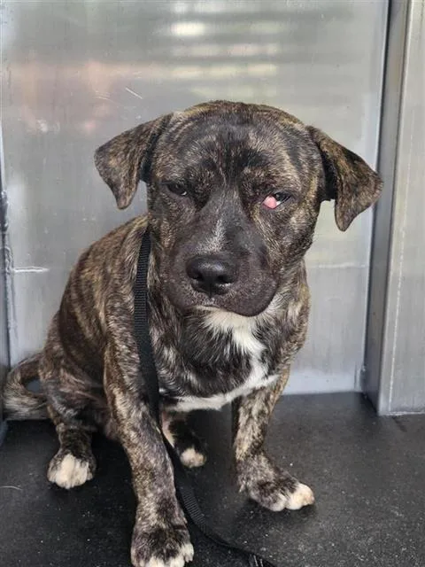 An adult small-sized male Terrier dog named Goliath for adoption in San Antonio, TX