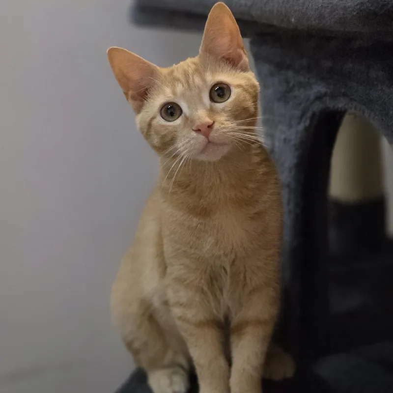 A baby medium-sized female Orange / Red Domestic Short Hair cat named Lucille Honeybun for adoption in Johnson City, TN