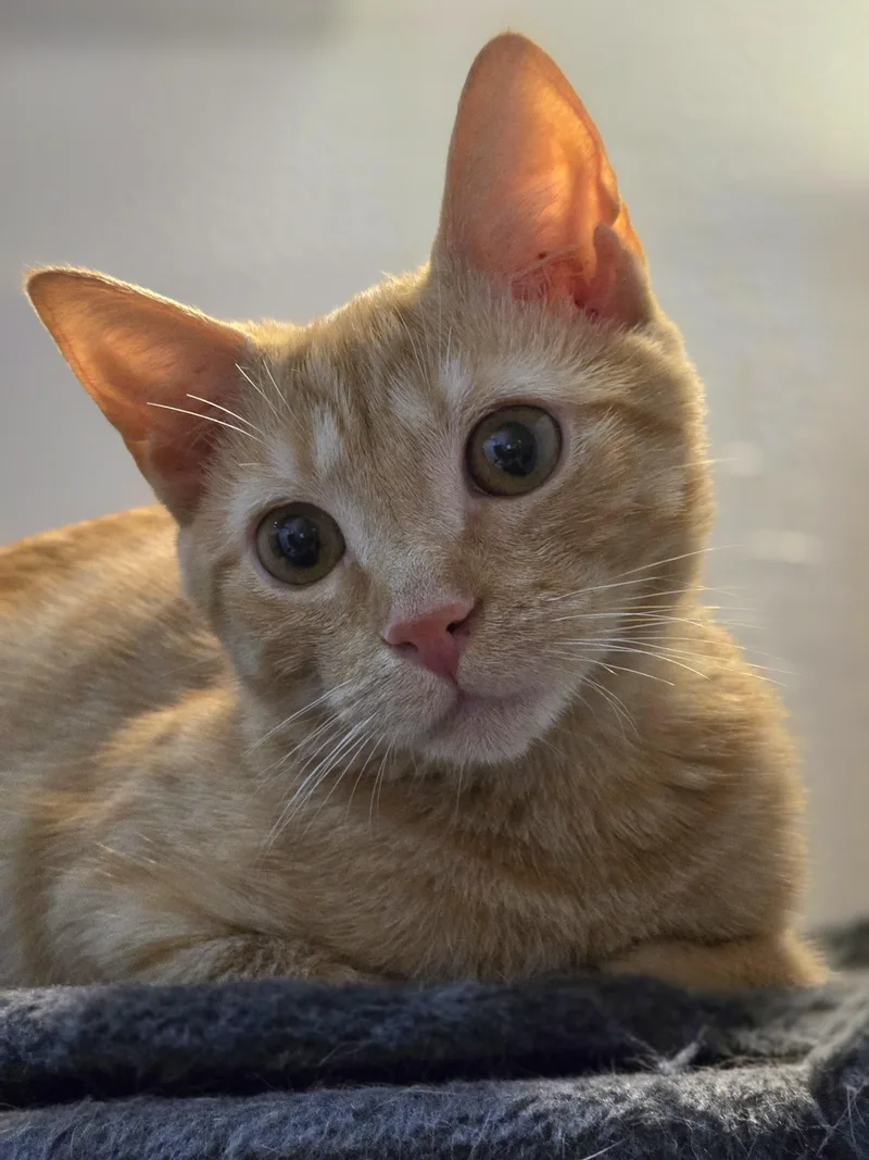 Lucille Honeybun thumbnail 3